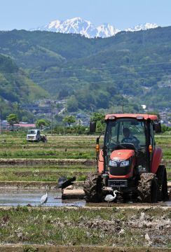 「トラクターを怖がらない」わが物顔のアオサギの狙っているのは…　代かき進む田んぼに集まる個性的な鳥たち