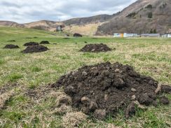 モグモグ　春のゲレンデに黒い小山　”トンネル”の掘削痕「モグラ塚」／兵庫・丹波篠山市