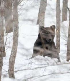 冬眠明けのヒグマに遭遇！ 雪の春山で獲物のエゾシカを軽々とくわえて!?