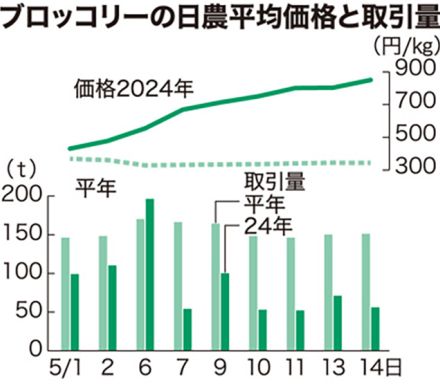 ブロッコリー異例の高値　平年の2.5倍に　過去5年間で最高値