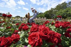 大輪のバラ、初夏を彩る　浜名湖花博2024