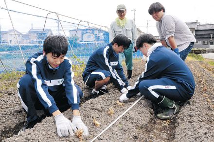 「カレーの要」ショウガ栽培　犀川地区、地域おこし協力隊・山部さん