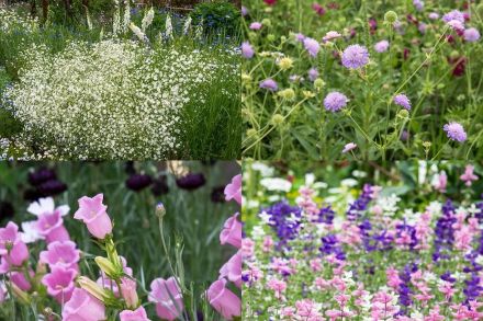 5月の庭で咲く、ガーデニングにおすすめの「一年草」4選
