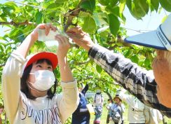 児童ら小袋かけ挑戦　湯梨浜の二十世紀梨「百年樹」