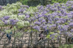 紫や白　フジ棚鮮やか　函館五稜郭公園で咲き始める
