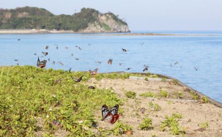 優雅に舞う「アサギマダラ」　姫島村の海岸に飛来