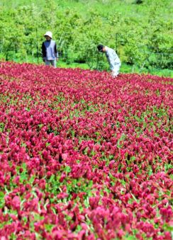 葛尾染める「復興の紅色」　クリムゾンクローバー見頃