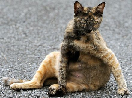 もうすぐ賑やかな 「チビにゃんこ」の季節 佐々木まことの犬猫脱力写真館