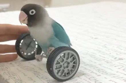 お見事！ 鳥用二輪車を器用に乗りこなすインコさん、いそいそと飼い主の元へやってくる姿に1.9万いいね