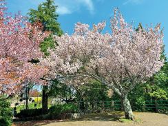 花ハイクの達人3名が推す「一度は行ってみたい！」関東・中部・関西の花スポット9選