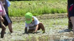 青天の霹靂「特A評価」への返り咲きを目指し田植え始まる　園児たちは泥んこになって初めての田植え体験!「もにゃもにゃしてきもちわるかった」