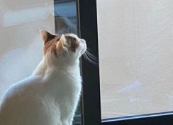 自宅の窓サッシ修理に来た職人さんと愛猫が会話してる！？10万人がほっこりした写真に注目