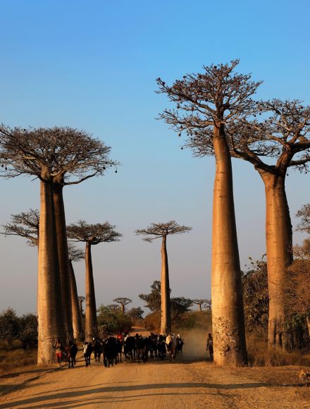 バオバブの起源、マダガスカルか　4100万年前に出現　国際チーム
