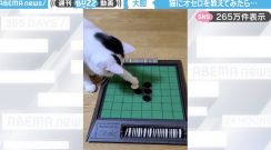 猫にオセロを教えたらどうなる…？白を無くす大胆な一手に「参りました…」「斬新（笑）」と話題沸騰！