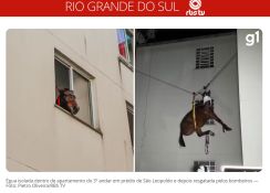 《ブラジル》馬がどうやって3階まで？！＝リオ・グランデ・ド・スル州大水害のビルから救出