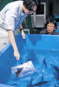 ウマヅラハギの回遊ルート把握　県水産研究所、高性能タグ付け放流　漁獲量減少でデータ調査