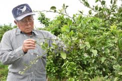 果樹カメムシ類、宮崎内で発生増加　延岡市は平年の６０倍