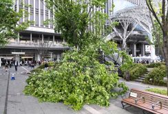 JR博多駅前で街路樹倒れる　けが人なし　強風の影響か