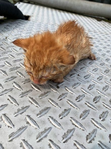 池に落ちて鳴いていた子猫が→ビッグな猫さんに！ビフォーアフター写真が話題「立派になった」「幸せに満ちてる」