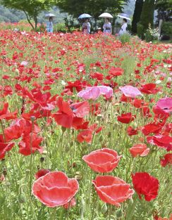 赤やピンク...色とりどり2万本　福島・伊達、つきだて花工房のポピー