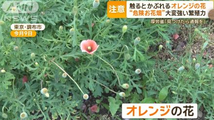 “危険お花畑”道端に咲くオレンジ色の花「ナガミヒナゲシ」…注意「触るとかぶれる」