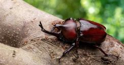 渋谷周辺に多数のカブトムシが…都市でも生き残る「驚きの適応力」とは？