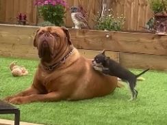 小型犬、大型犬を全力で遊びに誘ってみるも……　遊ぶ気ゼロな大型犬との気持ちのギャップが面白い【英】