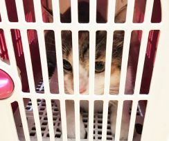 動物病院の玄関に置かれた猫用キャリーバッグ　5千円札が挟まれ中には三毛猫　遺棄と思ったら予想外の展開に