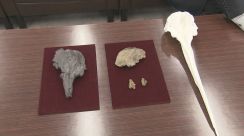 新たに判明!　世界最古・アジア初の発見・しかも新属新種…　群馬県立自然史博物館収蔵の「イルカの化石」