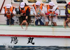 赤いタカアシガニに「また会おうね」　小学生ら、船から放流　静岡