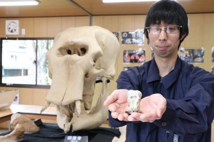 ゾウのメリーがカプセルトイに　岡山・池田動物園などで販売 頭骨を再現