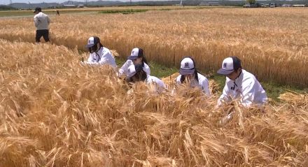 加東市の特産品「もち麦」で地域を元気に　高校生が収穫体験／兵庫県