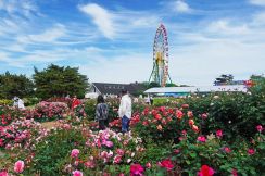 国営ひたち海浜公園でバラが見頃　120品種3400株咲き誇る