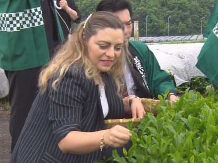 ”お茶”を通じた縁　駐名古屋トルコ総領事が茶摘み体験　コラボぴよりんにも舌鼓　岐阜県揖斐川町