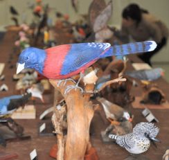 木片が本物そっくりの野鳥に変身　カワセミなど100点超展示　宮崎