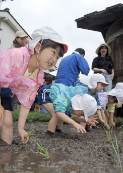 餅食文化 肌で　一関・世嬉の一　園児が田植え【岩手】