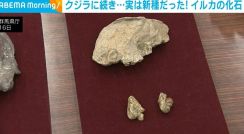 博物館展示のイルカの化石 世界最古で新属新種と判明
