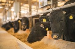 食肉加工と自動車部品の異業種タッグ合弁会社が挑む牛のげっぷのメタン削減　地球に優しい飼料実用化へ実証実験