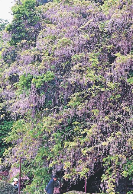 藤色のシャワー　富山県氷見市・礒部神社