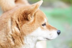 コロナ禍明けで飼い犬が「分離不安定症」に…軽症ならフェロモン剤で治る【ワンニャンのSOS】