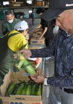 スイートコーン甘みたっぷり　宮崎県西都市で収穫本格化