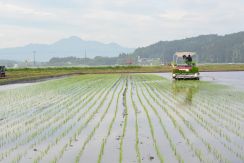 「はれわたり」今年も特Aを　青森県南地方で田植え進む