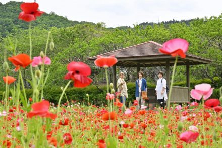 ポピー　山あい彩る　茨城・常陸大宮