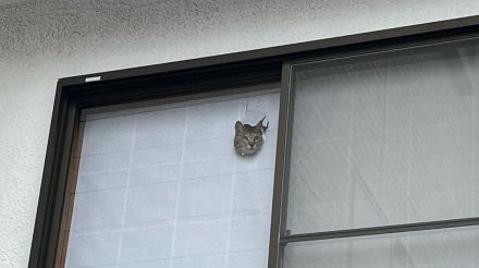 「目立つからやめてほしい笑」顔だけ出して見送る猫が怖いけど可愛い…どうやってのぞいていた?裏側の様子を聞いた