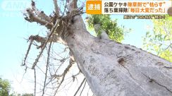 「毎日の掃除が大変」公園のケヤキに“除草剤”　根元付近に計12個の穴…近所の男逮捕