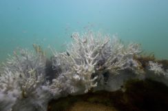 世界のサンゴ礁、6割超が白化の恐れ＝米海洋大気局