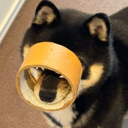 「一体どうした！？」引っ越し準備の飼い主の前に現れた犬の姿に爆笑！