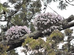 杉の大木にピンクの「まり」　宮城・松島の瑞巌寺でセッコク見頃