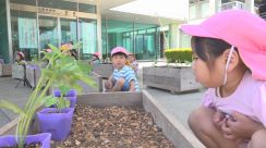 「大きくなーれ」保育園児が緑のカーテン作り　ゴーヤとアサガオの苗を植え　山梨市役所