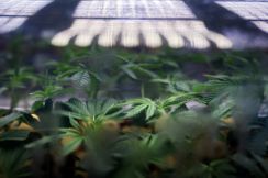 米政権、大麻規制緩和を提案 解熱鎮痛剤と同等扱いに